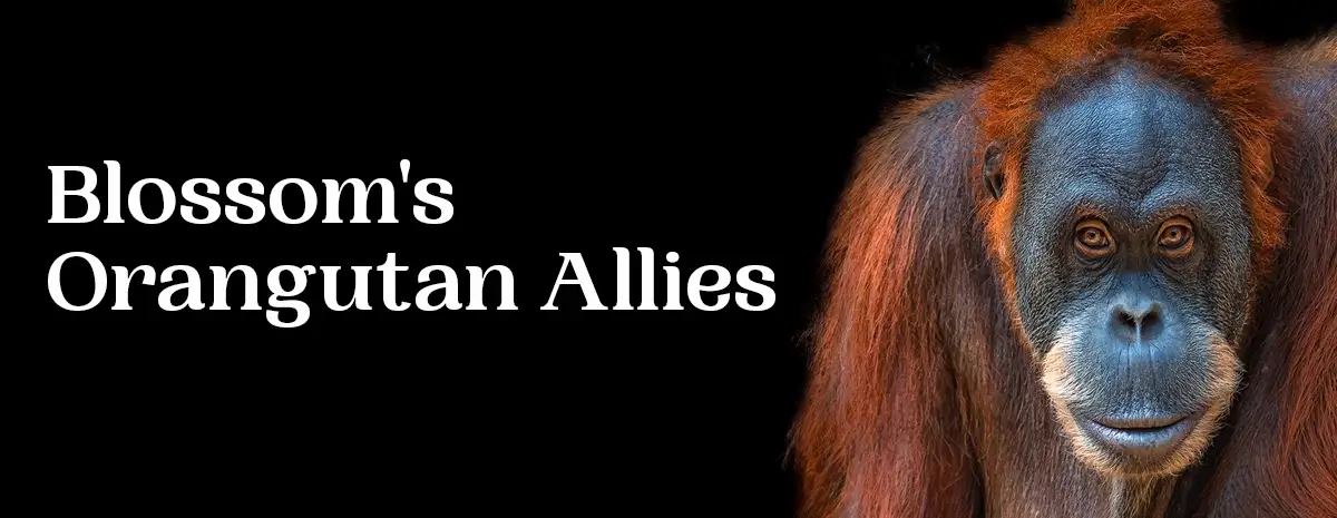 Blossom's DIY Fundraiser